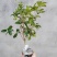 四季开花桂花树苗盆栽庭院绿化美观浓香型花卉绿植室内好养易