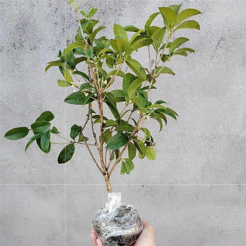 四季开花桂花树苗盆栽庭院绿化美观浓香型花卉绿植室内好养易