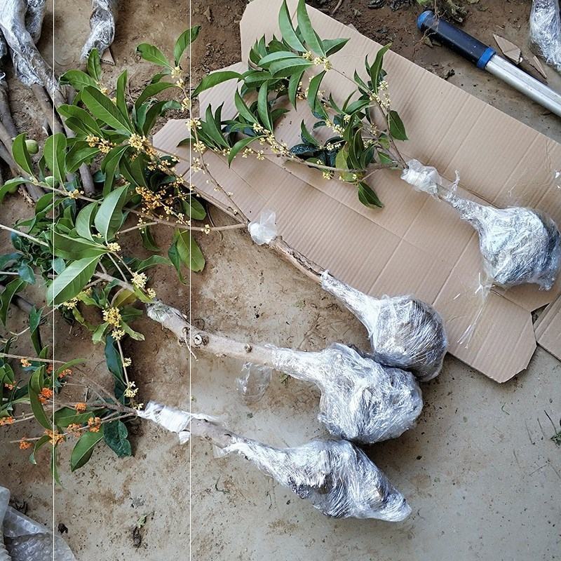 四季开花桂花树苗盆栽庭院绿化美观浓香型花卉绿植室内好养易