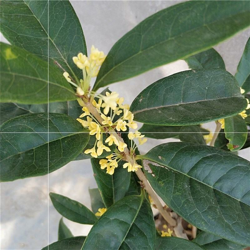 四季开花桂花树苗盆栽庭院绿化美观浓香型花卉绿植室内好养易