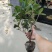 四季开花桂花树苗盆栽庭院绿化美观浓香型花卉绿植室内好养易