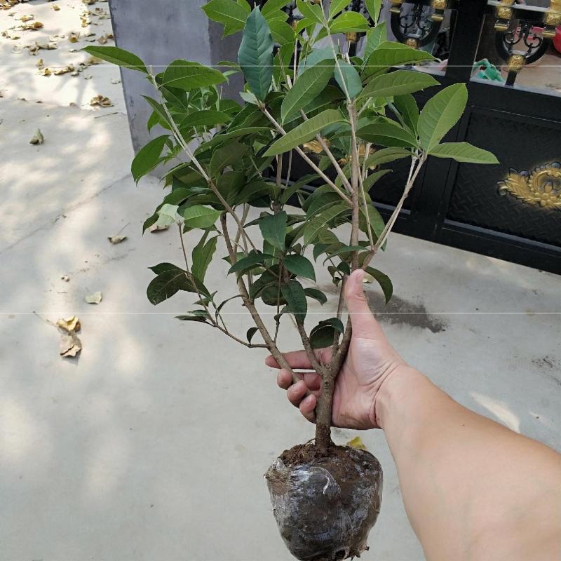 四季开花桂花树苗盆栽庭院绿化美观浓香型花卉绿植室内好养易