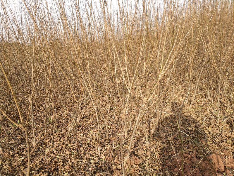 五月脆李子苗青脆李，脆红李，五月脆，蜂糖李，半边红，
