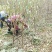 青脆李苗，脆红李，五月脆，蜂糖李，半边红，等等，
