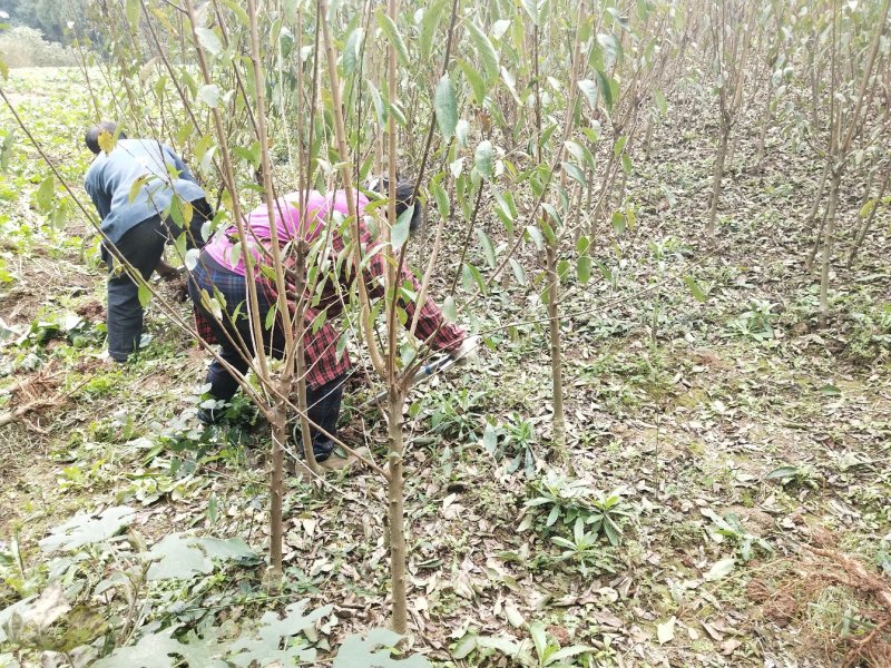 青脆李苗，脆红李，五月脆，蜂糖李，半边红，等等，