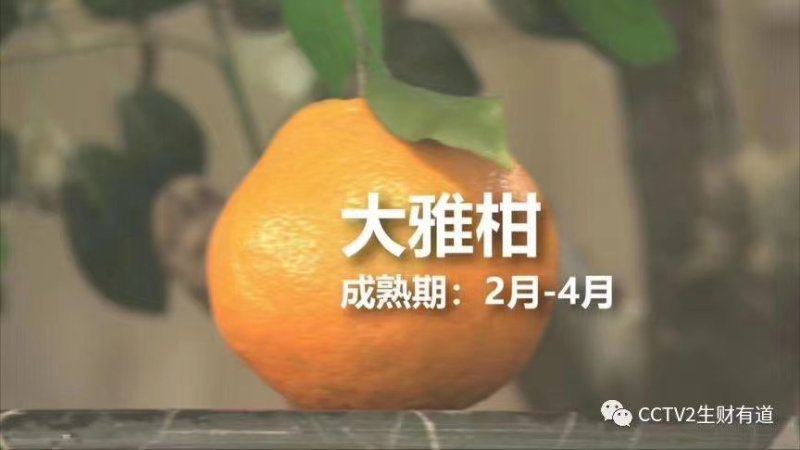 红心柚子苗，三红柚子苗，泰国青柚，柚子苗，各种柚子柑橘苗
