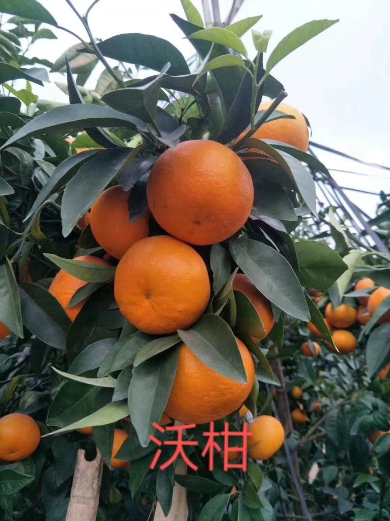 红心柚子苗，三红柚子苗，泰国青柚，柚子苗，各种柚子柑橘苗
