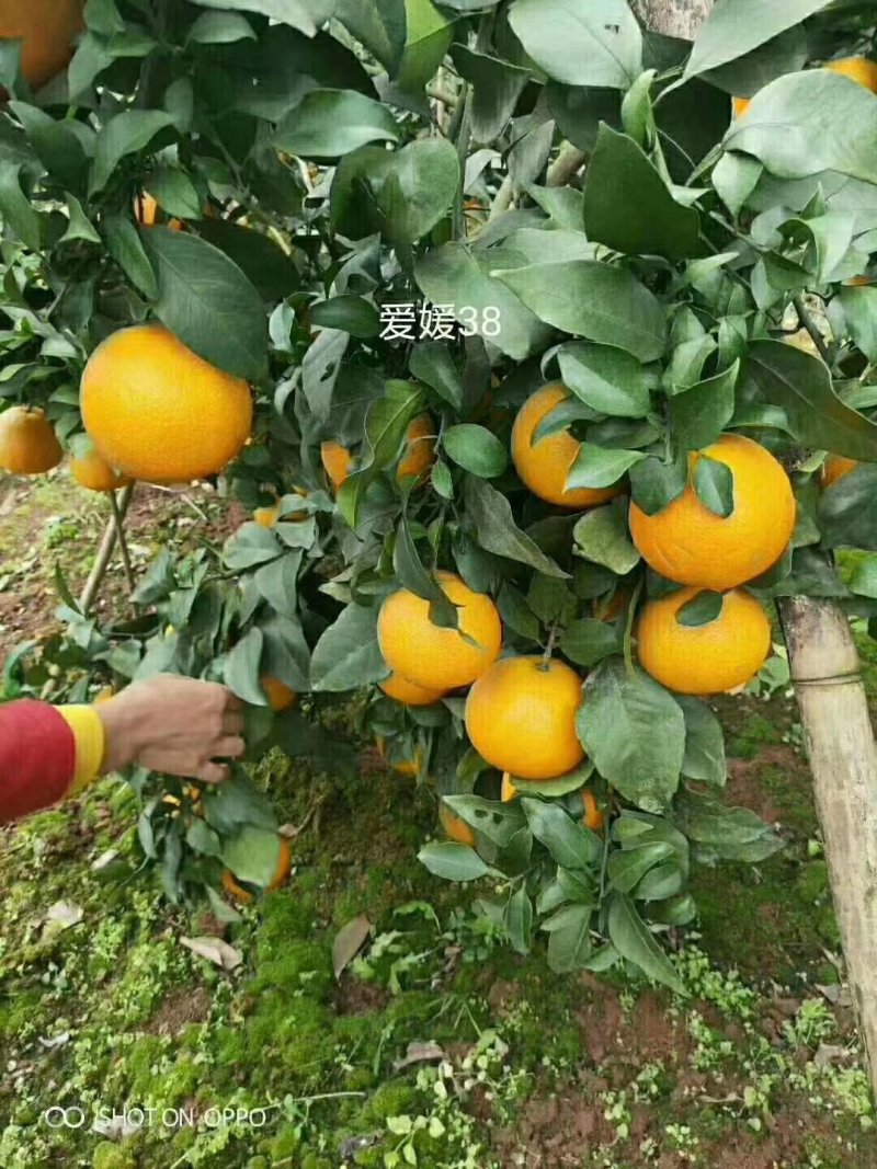 红心柚子苗，三红柚子苗，泰国青柚，柚子苗，各种柚子柑橘苗