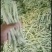 白豆角，白芸豆，豆角