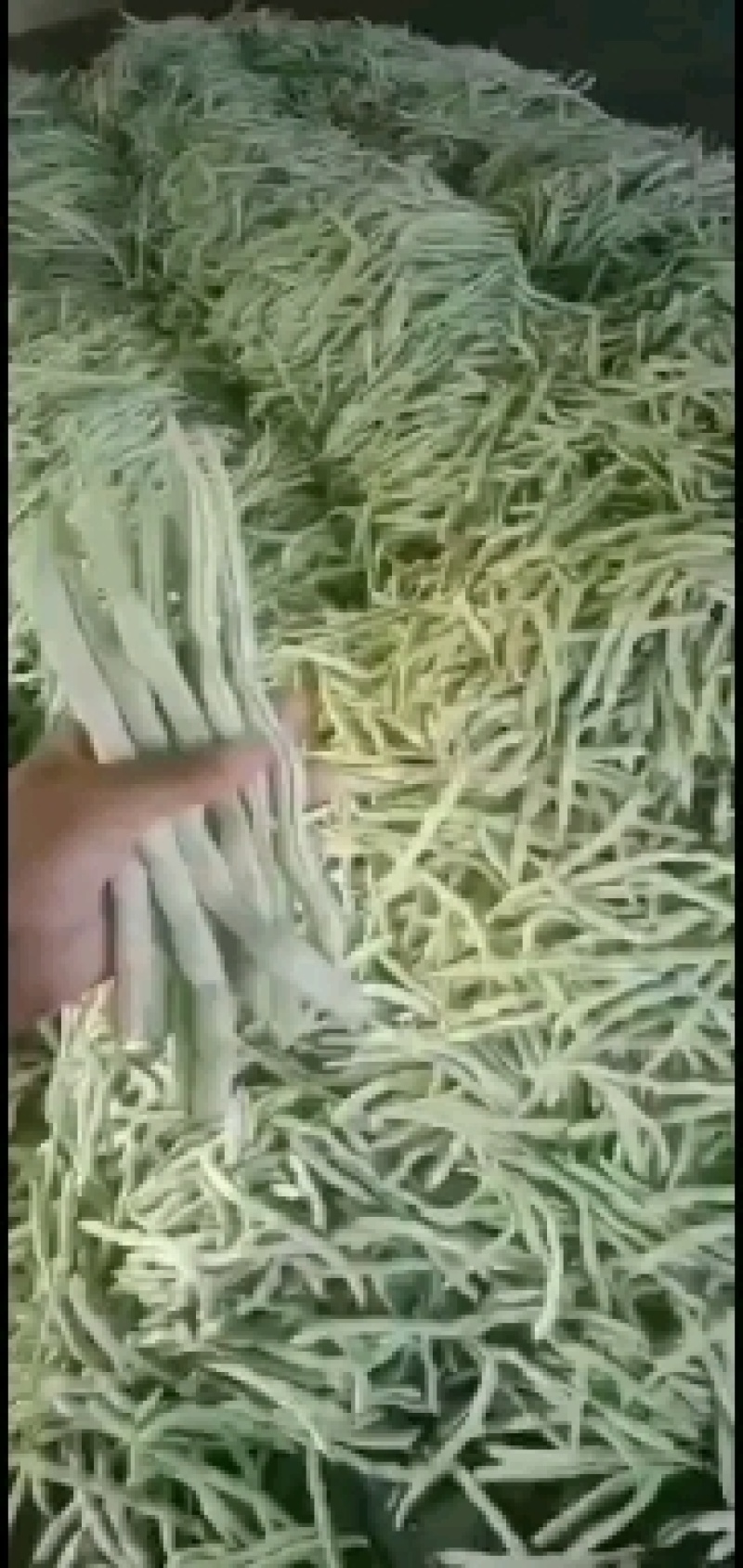 白豆角，白芸豆，豆角