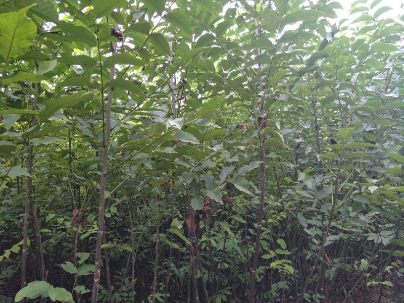 核桃苗，剥壳核桃苗，川早核桃苗，云新核桃苗，核桃苗