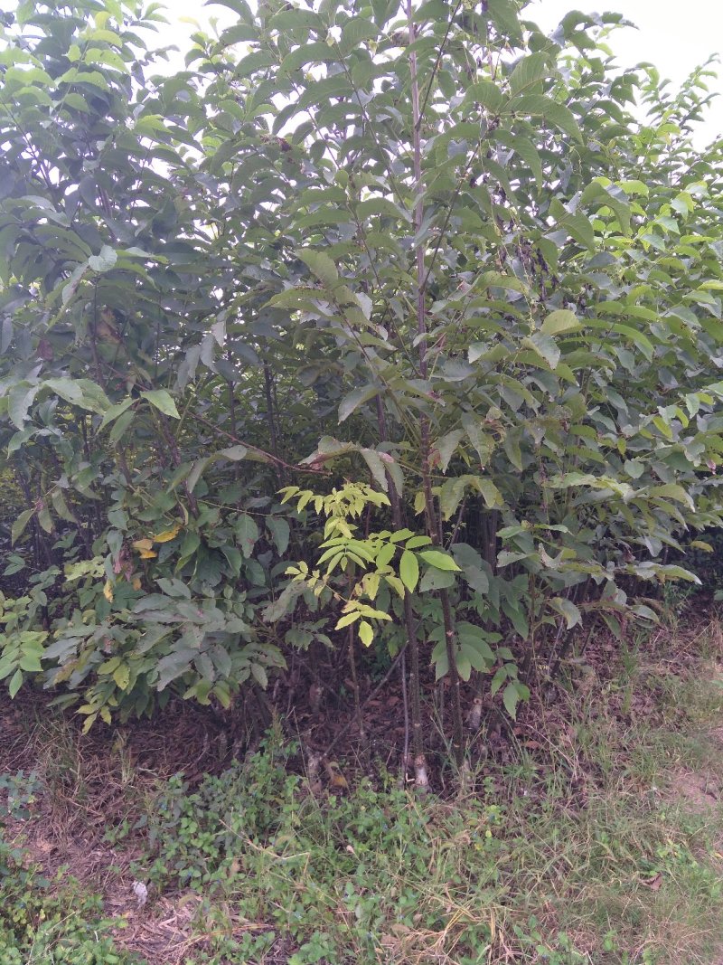 核桃苗，剥壳核桃苗，川早核桃苗，云新核桃苗，核桃苗