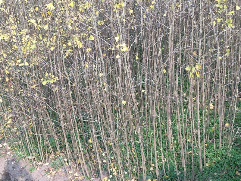 无花果苗波姬红无花果各种果树苗，红皮无花果，