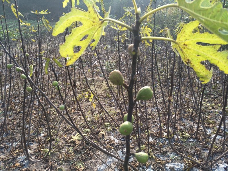 无花果苗波姬红无花果各种果树苗，红皮无花果，