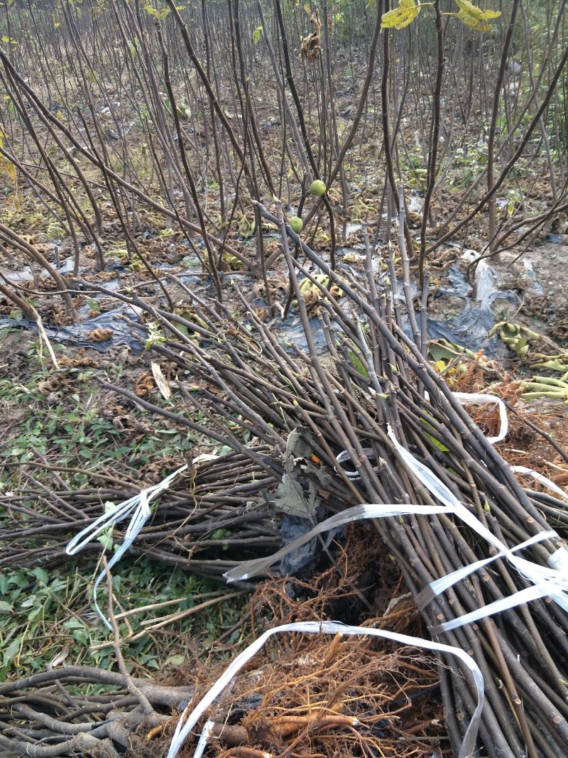 无花果苗波姬红无花果各种果树苗，红皮无花果，