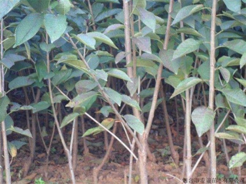 樱桃树苗，大红樱桃苗，乌皮樱桃苗，大樱桃苗，樱桃苗，