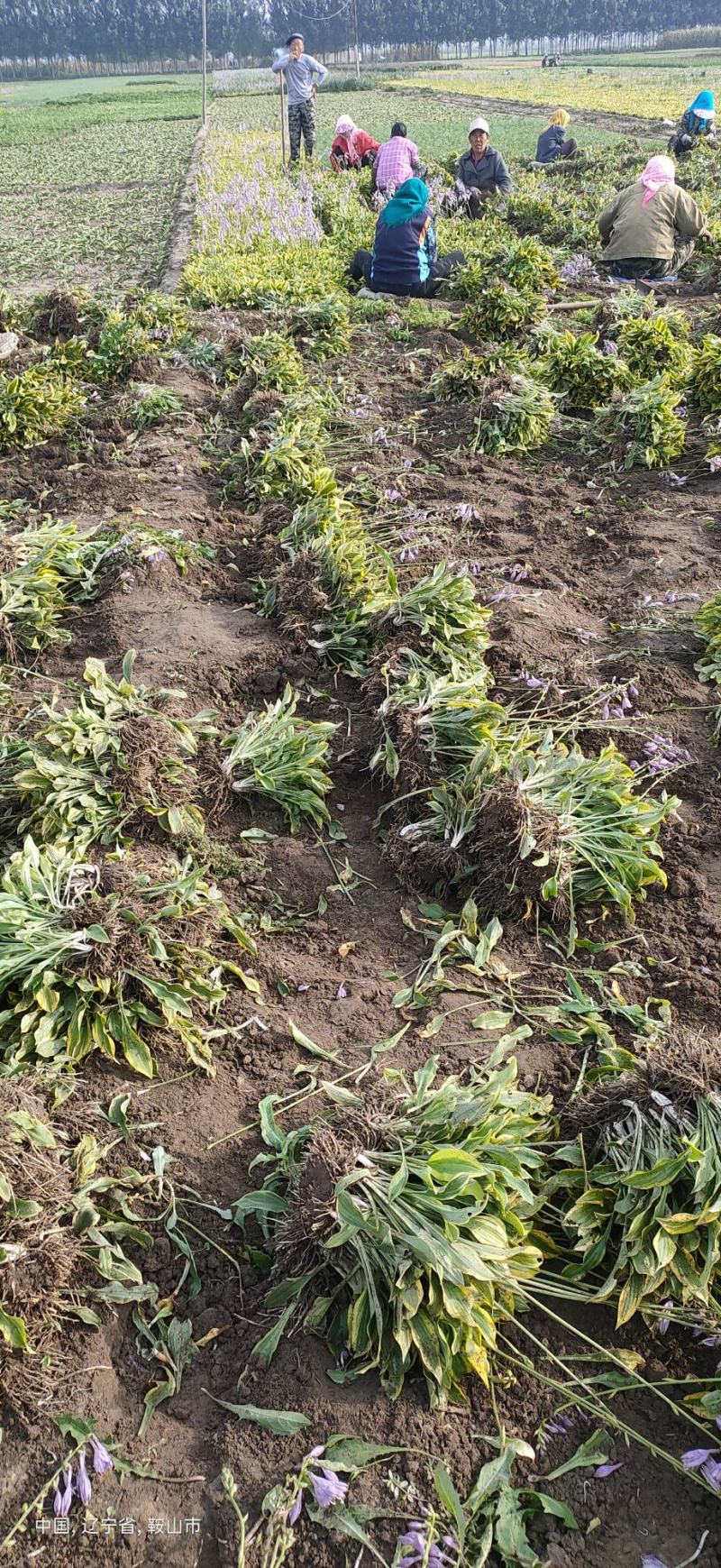 金边玉簪东北金边玉簪