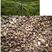 新采马尾松种子松树种子包发芽青松种子林木树种马尾松