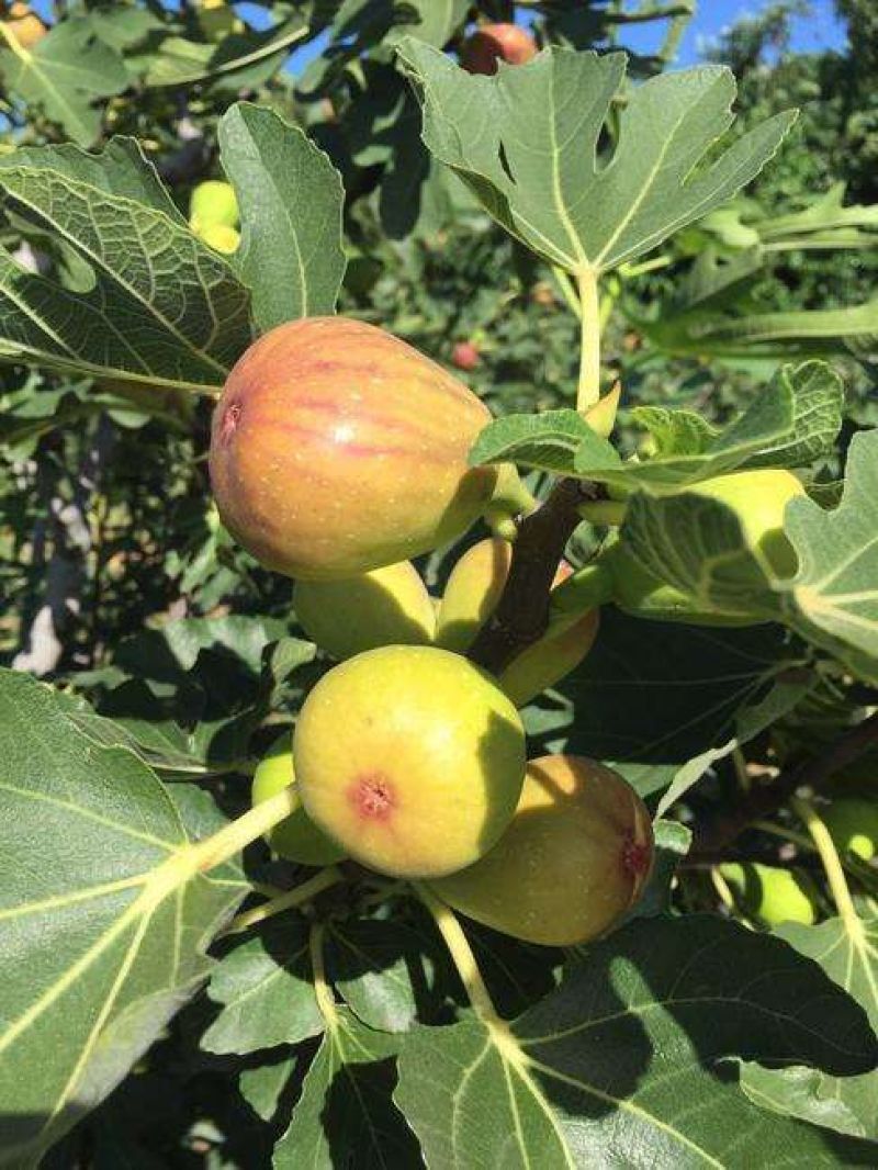 无花果苗芭劳内波姬红加州黑金傲芬等新品种大量供应