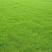 多年生黑麦草种子四季青冬季草坪籽绿化耐寒草四季种易