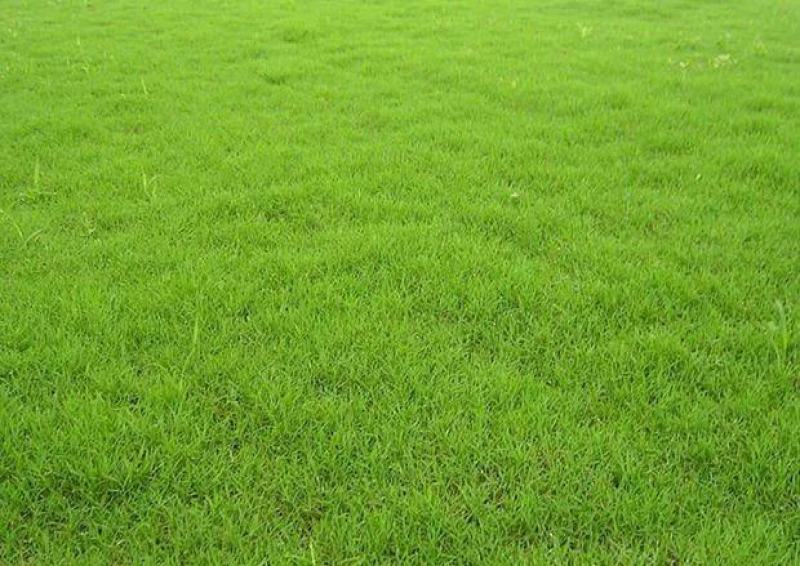 多年生黑麦草种子四季青冬季草坪籽绿化耐寒草四季种易