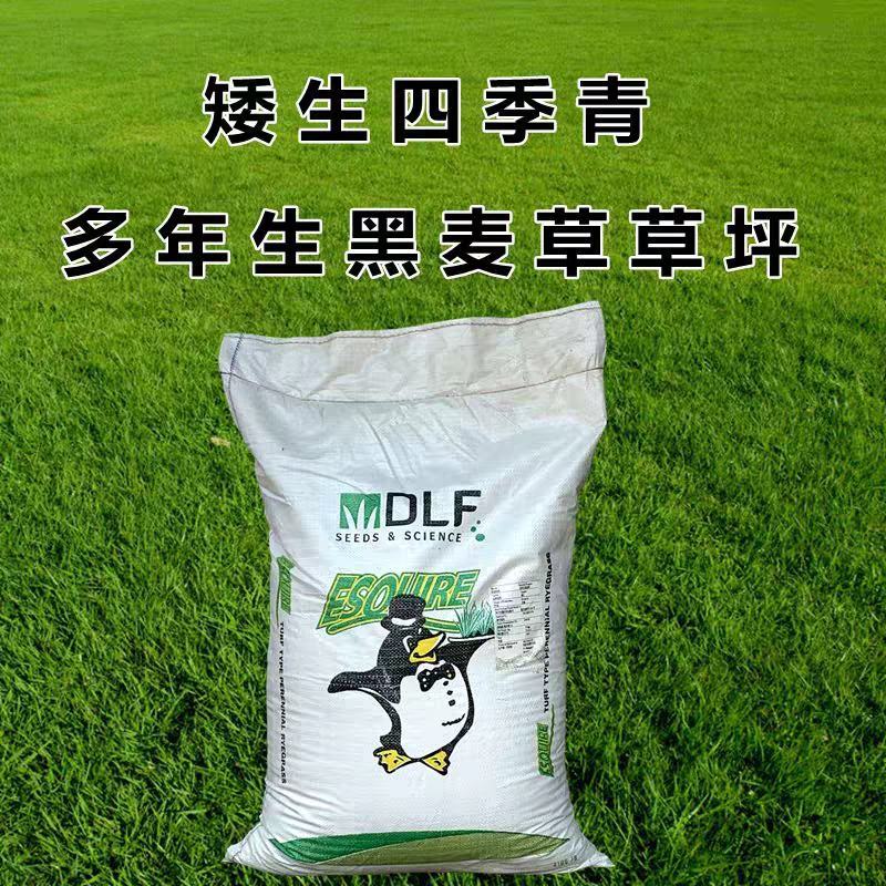 多年生黑麦草种子四季青冬季草坪籽绿化耐寒草四季种易