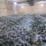 精品兰州货大量有货甘蓝0.5—2kg，欢迎全国各地的老板