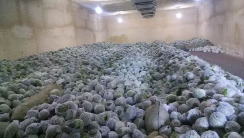 精品兰州货大量有货甘蓝0.5—2kg，欢迎全国各地的老板