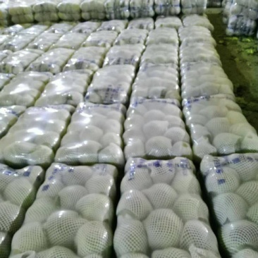 精品兰州货大量有货甘蓝0.5—2kg，欢迎全国各地的老板