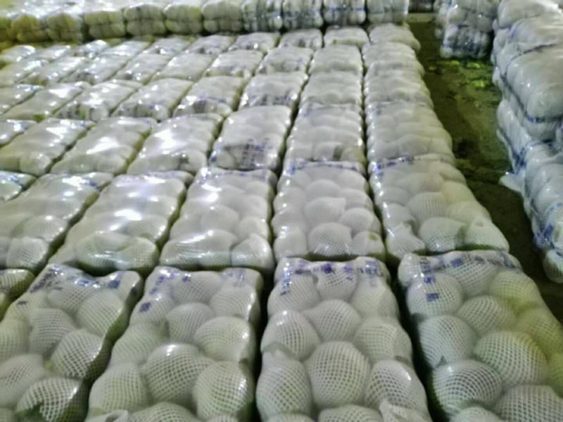 精品兰州货大量有货甘蓝0.5—2kg，欢迎全国各地的老板