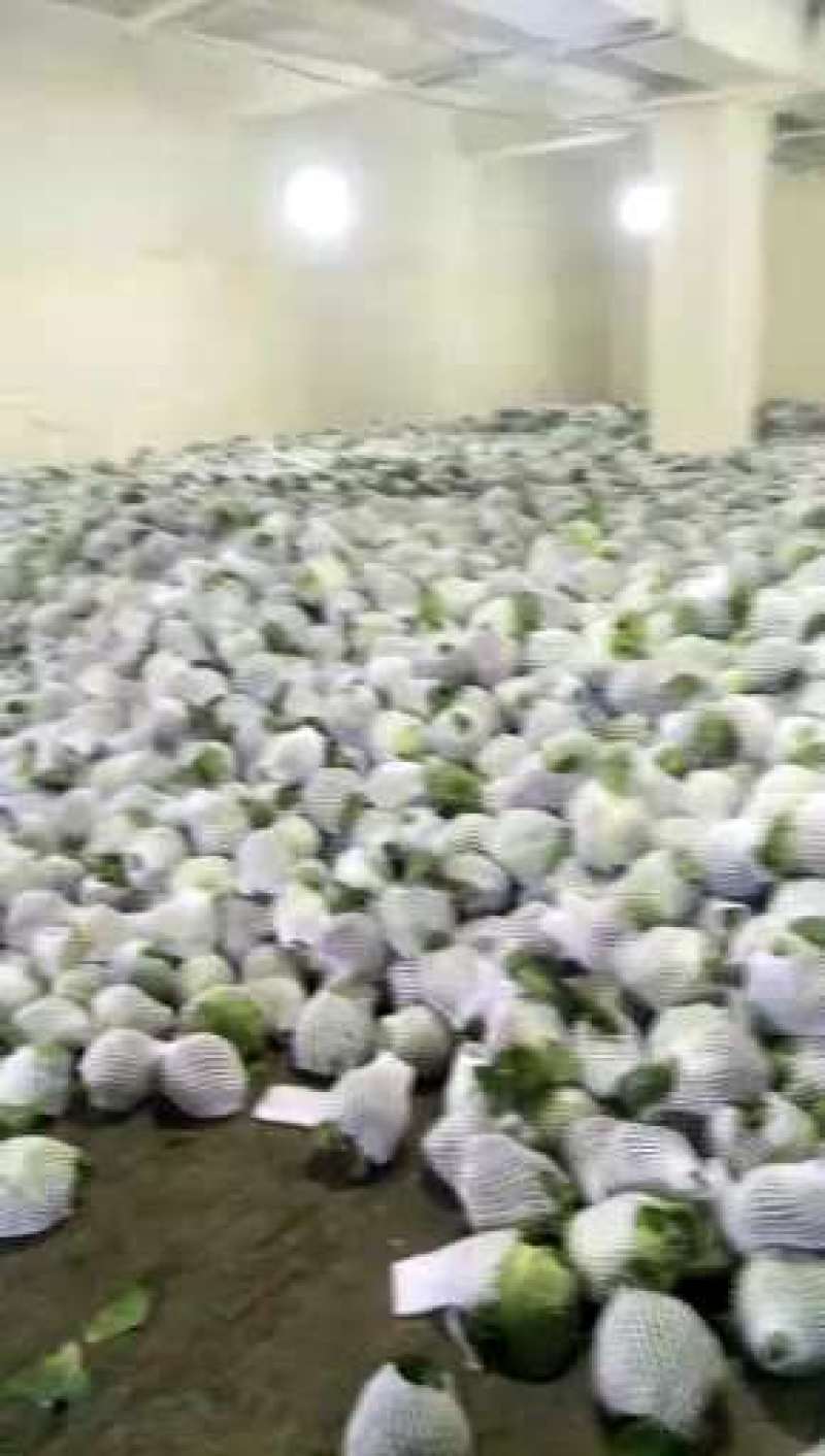 精品兰州货大量有货甘蓝0.5—2kg，欢迎全国各地的老板