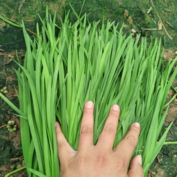 河北邯郸临漳万亩韭菜基地，韭菜大量上市，有需要的来️电