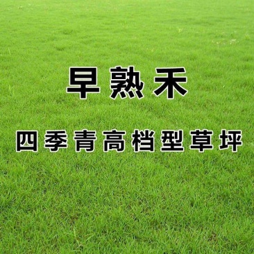 早熟禾草坪种子四季青草籽耐践踏庭院耐寒