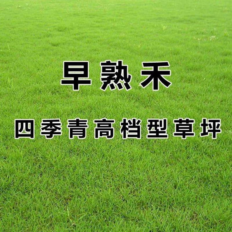 早熟禾草坪种子四季青草籽耐践踏庭院耐寒