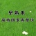 早熟禾草坪种子四季青草籽耐践踏庭院耐寒