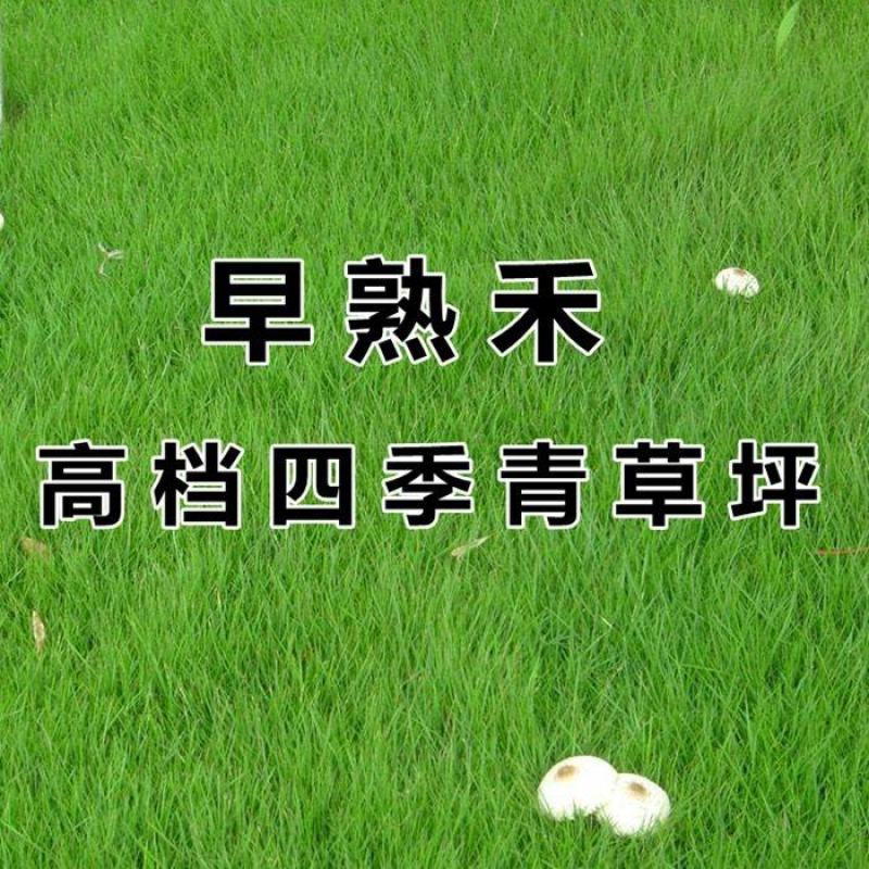 早熟禾草坪种子四季青草籽耐践踏庭院耐寒