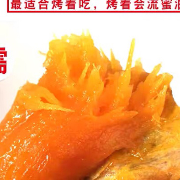 唐山沙土地原种烟薯🍠25产地直发一手货源品质保证