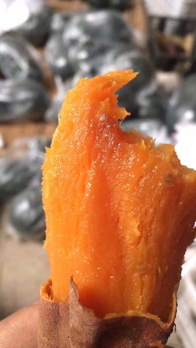 唐山沙土地原种烟薯🍠25产地直发一手货源品质保证