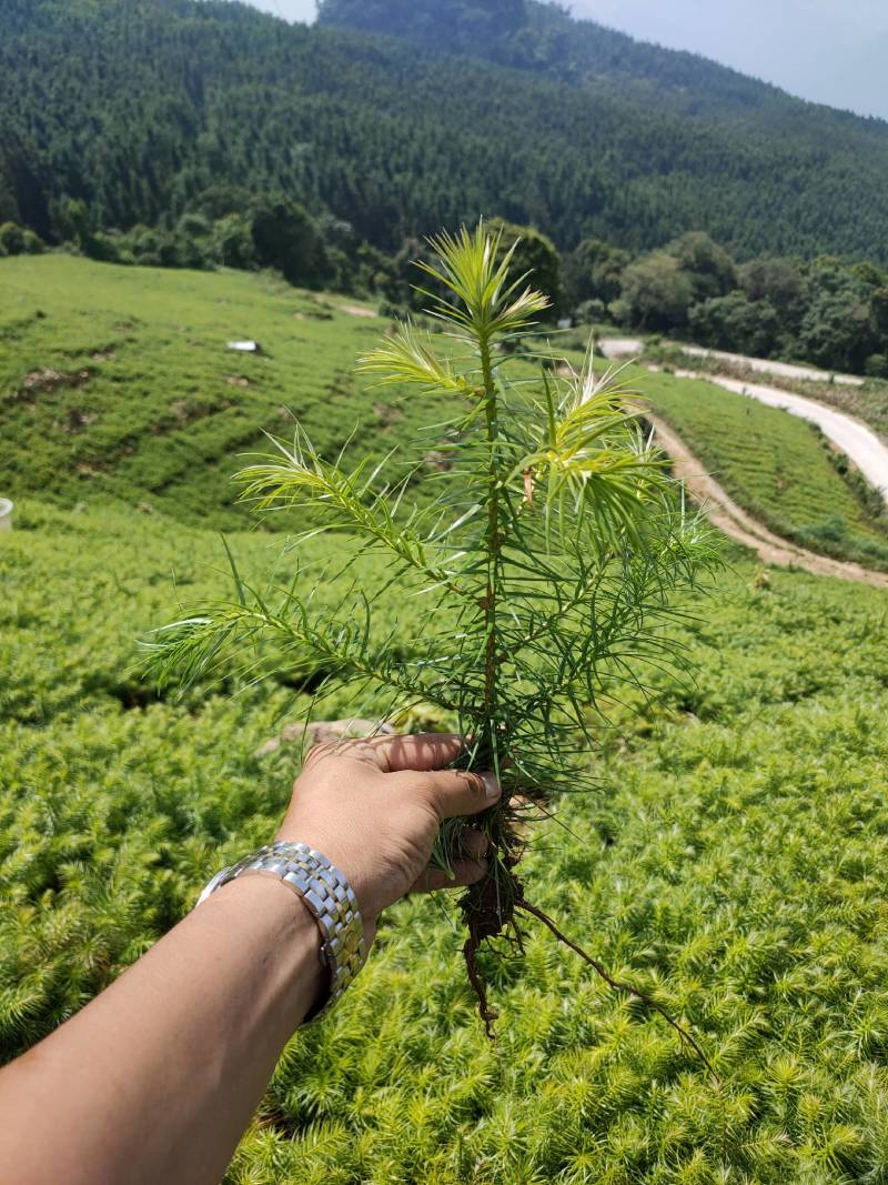 云南山地杉树苗20cm-50cm，刺杉苗