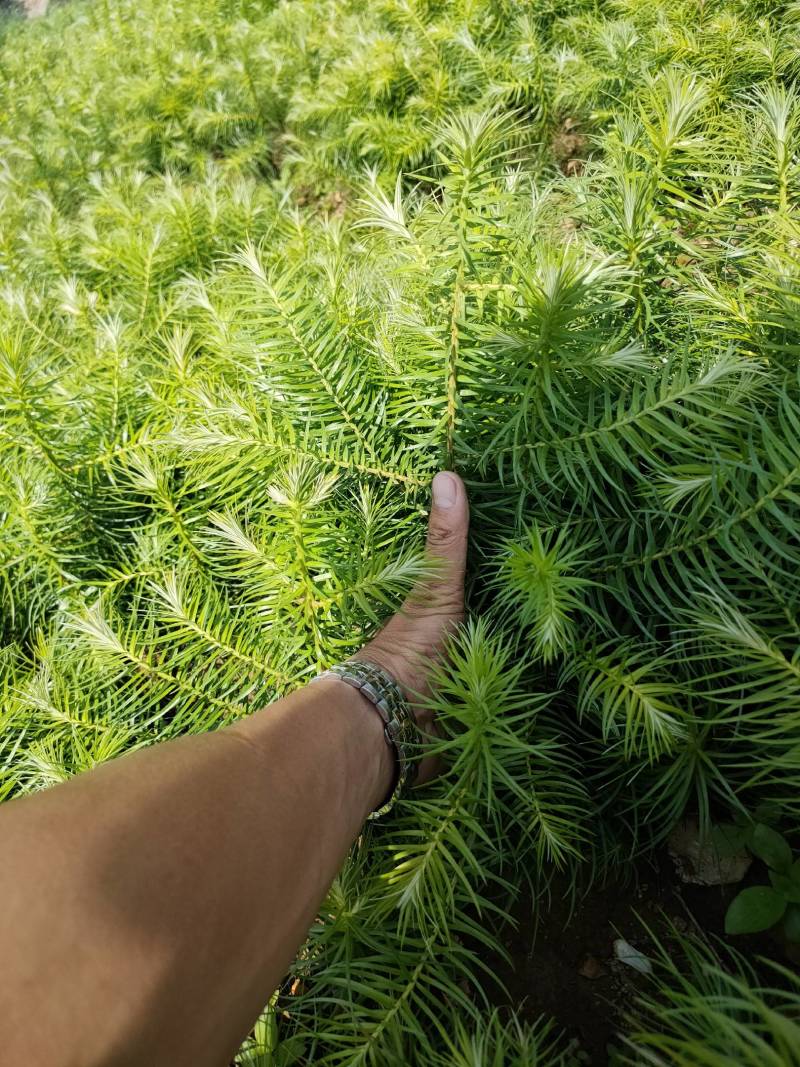 云南山地杉树苗20cm-50cm，刺杉苗