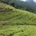 云南山地杉树苗20cm-50cm，刺杉苗