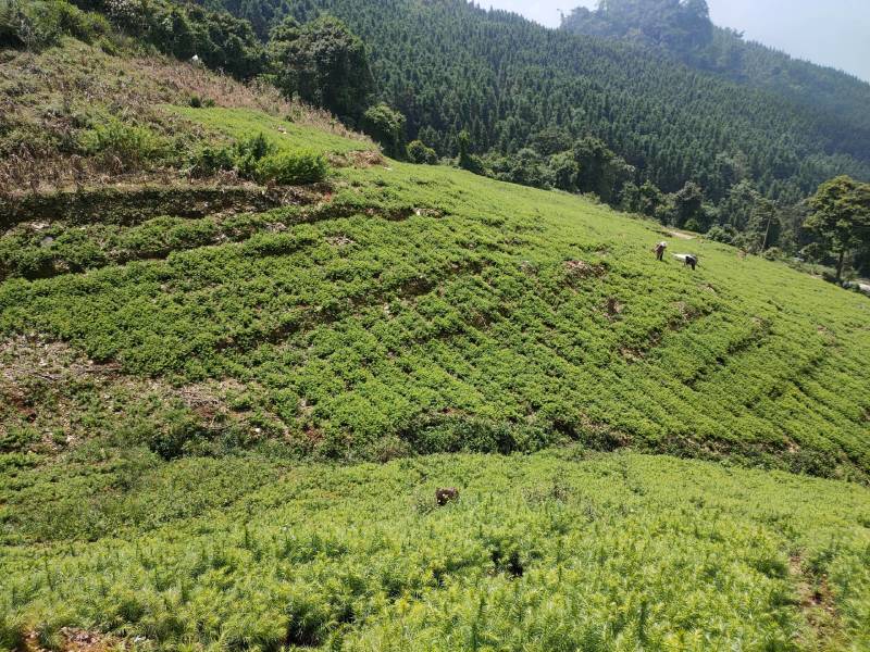 云南山地杉树苗20cm-50cm，刺杉苗