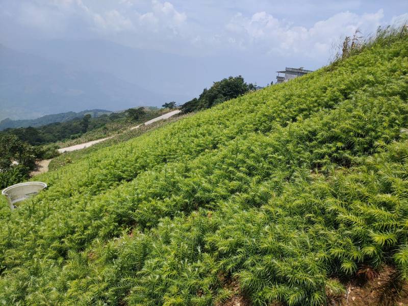 云南山地杉树苗20cm-50cm，刺杉苗
