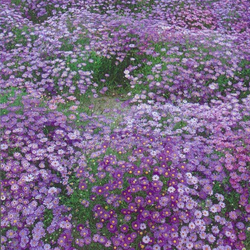 五色菊种籽草本花卉植物种子四季播种盆栽阳台庭院花海景观花