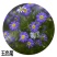 五色菊种籽草本花卉植物种子四季播种盆栽阳台庭院花海景观花