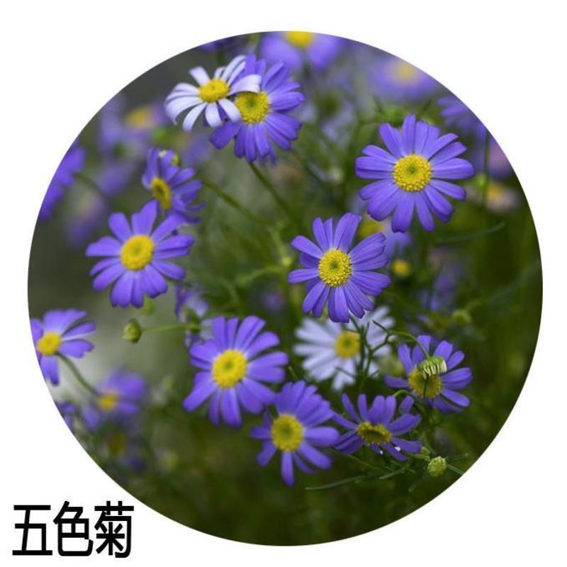 五色菊种籽草本花卉植物种子四季播种盆栽阳台庭院花海景观花