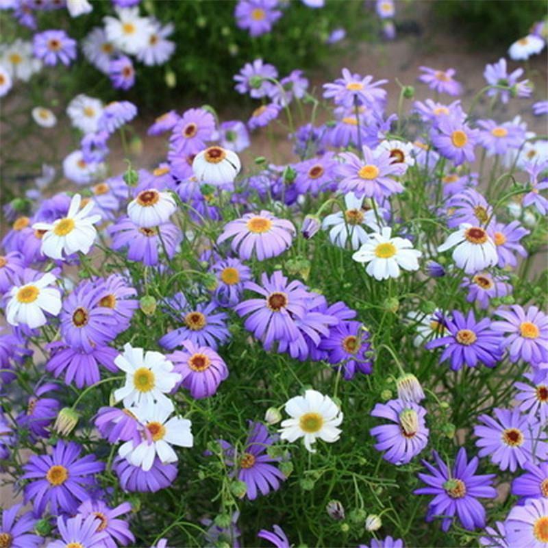 五色菊种籽草本花卉植物种子四季播种盆栽阳台庭院花海景观花