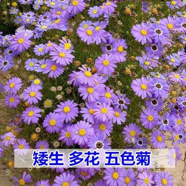 五色菊种籽草本花卉植物种子四季播种盆栽阳台庭院花海景观花