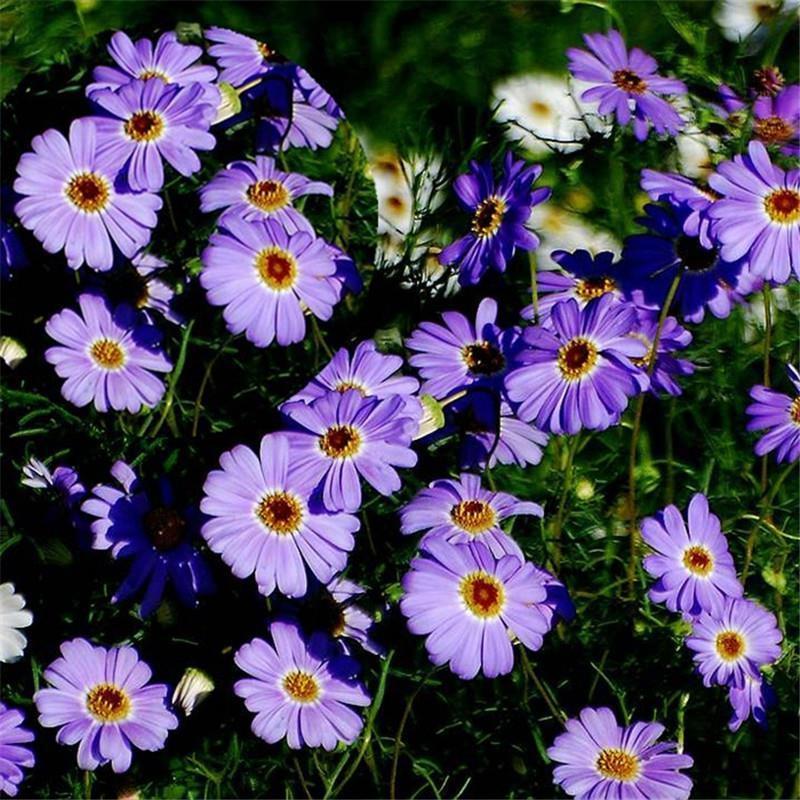 五色菊种籽草本花卉植物种子四季播种盆栽阳台庭院花海景观花