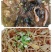 山东特产】农家正宗红薯粉条批发地瓜红苕细粉农家纯手工包邮